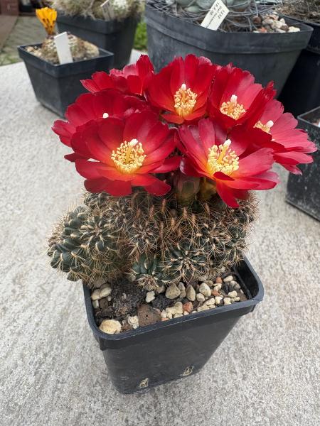 Sulcorebutia mariana